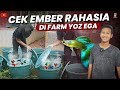 FARM GUPPY NYELENEH DI INDONESIA MILIK YOZ EGA TULUNGAGUNG