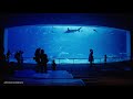 🎧 taiwan walk 兩小時配樂海洋生物博物館大洋池？ 2hrs with music museum of marine biology ocean pool amateur ambience