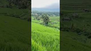 Paradise view terraced rice fields in Bali #youtubeshorts #travel #nature #ricefield