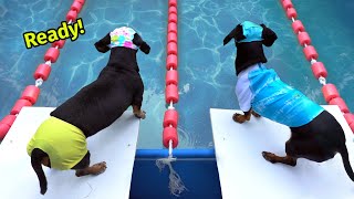 The Wienerlympics! - Cute & Funny Wiener Dog !
