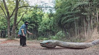 男人以為巨蛇迷暈了，不料被追殺！【变异巨蟒 Mutant Python】丨驚悚 冒險 災難 #奇妙影视馆