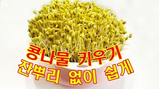 🌱콩나물 키우기의 정석/야채 채반으로 잔뿌리 거의 없이 영양 듬뿍 올려 기발하게 키우는 법