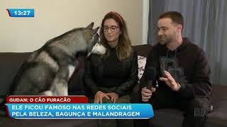 Gudan: cachorro ficou famoso nas redes sociais pela beleza, bagunça e malandragem