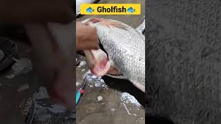 Ghol fish cutting #shorts #viral #trending