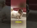 Perro Abandonado espera por Su Dueño #shorts