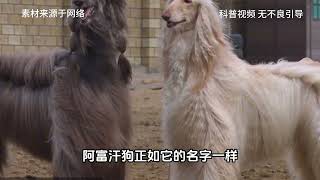 阿富汗犬颜值有多高贵，为何国内却禁止饲养？看完后你还敢养吗