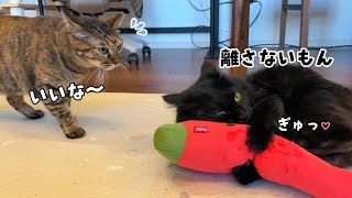 残暑厳しい夏の終わりに納涼を楽しむ猫　766話