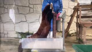 【ビントロング・レッサーパンダ】特別なガイドツアーで体重測定トレーニング♪ 　2020/12/7　とべ動物園