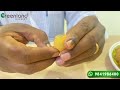 லோங்கான் செடி நம்ம வீட்டில் வளர்க்க முடியுமா how to grow longon fruit plant in home