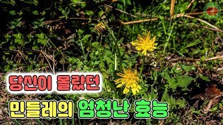 당신이 몰랐던 민들레의 엄청난 효능 | SHARE 건강정보