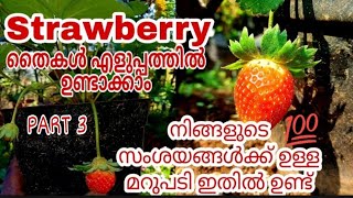 Strawberry തൈകൾ വളരെ എളുപ്പത്തിൽ ഉണ്ടാക്കാം |നിങ്ങൾക്ക് ഉള്ള സംശയങ്ങളുടെ മറുപടി  ഇതിൽ ഉണ്ട്..