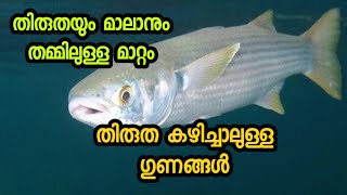 തിരുതയും മാലാനും ഒന്നാണോ? Plain head grey mullet advantages and disadvantages