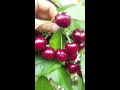 เก็บเชอรี่สดๆ หวานๆ ลูกใหญ่ๆ จากต้น ชีวิตในอเมริกา picking red cherries at zip lines wa ..06 2016