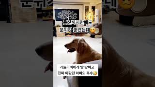 리트리버에게 발밟히고 진짜 아팠던 아빠의 복수🤣 #shots #retriever #리트리버 #goldenretriever #retriver #cutedog #love #tiktok