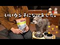 🐶子羊の胃袋が気に入った犬【トイプードルのグリィ】【犬】【dog】【toy poodle】