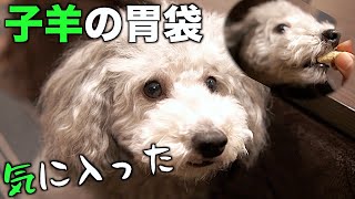 🐶子羊の胃袋が気に入った犬【トイプードルのグリィ】【犬】【dog】【toy poodle】