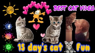 Baby cat - cute and funny cat video compilation । with Astronomia music
