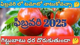 ఫిబ్రవరి లో టమాటో నాటుకోవచ్చా | February Tomato Plantation| #february2025 #tomato