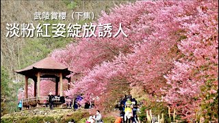 [呼嚕98]武陵農場賞櫻（下集）/ 紅粉佳人炸開，櫻吹雪紛飛，浪漫至極🌸 /