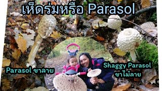 ลักษณะ​รูปร่างเห็ดร่ม​กินได้​(Parasol)