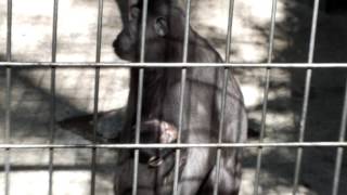 Breastfeeding of Celebes crested macaque  (40 days old).クロザルの授乳（生後４０日）。