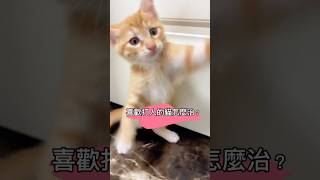 喜歡打人的貓怎麼教育？How to discipline a cat that likes to scratch or bite? #貓咪 #貓咪的迷惑行為 #橘貓