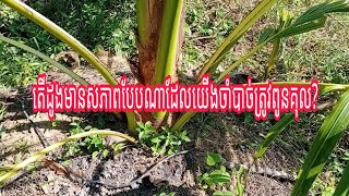 #សំខាន់ណាស់: តើដូងបែបណាដែលយើងត្រូវពូនគុល?