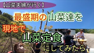 【山菜採り】ヤバい❗❗最盛期の山菜採り❗採れたてで絶品山菜定食を作ってみた/山菜夫婦が行く。