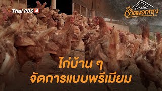 ไก่บ้าน ๆ จัดการแบบพรีเมียม | Localist ชีวิตนอกกรุง