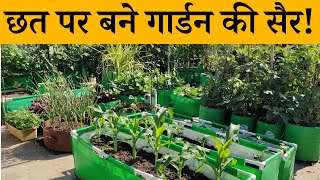 छत पर बने गार्डन की सैर! जरूरी गार्डनिंग टिप्स, प्लांट ग्रोथ अपडेट | March Terrace Garden Overview