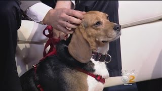 Pet Of The Week: Forever Home Beagle Rescue