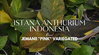 Jemani Varigata Pink di ISTANA ANTHURIUM