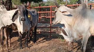 vacas paridas de sardo negro ala benta  por ser el buen Fin