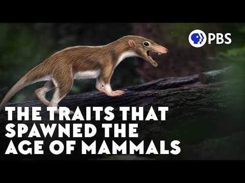 The traits that gave rise to the age of mammals