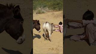 Donkey back power #viralvideo #trendingshorts #wildlife #pets