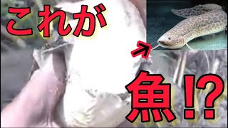 【進化の途中】溺死してしまう魚⁉︎生きた化石「ハイギョ」を徹底解説！！