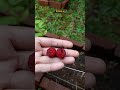 percobaan semai benih raspberry