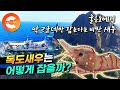 이 새우는 울릉도에서 딱 두 군데만 잡습니다🦐 한 마리당 1만 5천원! 몸값 비싼 독도새우 수확 현장🌊 ㅣEBS 극한직업