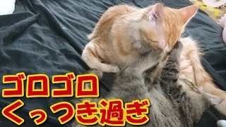 猫とかわいいフェレット　子猫たちのプロレスかな【5Ferret1Cat】Kittens of professional wrestling【Cute dogs and cats】