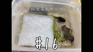 【パルダリウム】子ガエルを育成ケースに移したよ #16【ヤドクガエル】