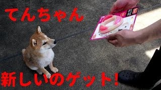 【柴犬子犬】てんちゃん　新しいおもちゃで大喜び⁉　太郎の犬モノガタリ＃３０