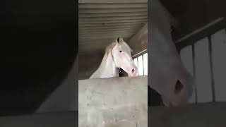 કાઠિયાવાડ કાઠી દરબાર લગ્નનાં ફુલેકા|| kathiyawadi horse Live video @Mkvloge14