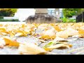 靖国神社の銀杏