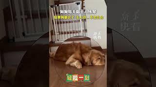 狗狗偷偷学会了弹钢琴The dog learned to play the piano.