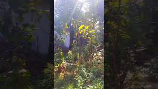 প্রকৃতির অপার সৌন্দর্য #nature #viralvideo #fypシ゚