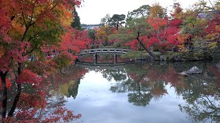 2019 日本京都賞楓自由行(4K) - 第三天 禪林寺(永觀堂) part3