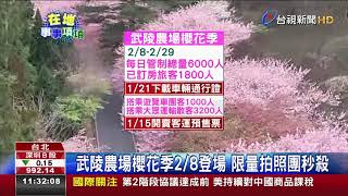 武陵農場櫻花季2/8登場限量拍照團秒殺