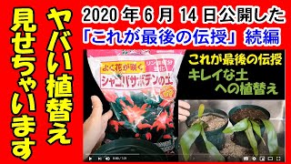 ヤバい植替え見せちゃいます「これが最後の伝授」続編