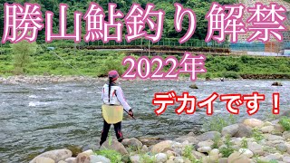 [鮎釣り]福井県勝山漁協の九頭竜川鮎解禁2日目です。🌟2022年6月26日(日)