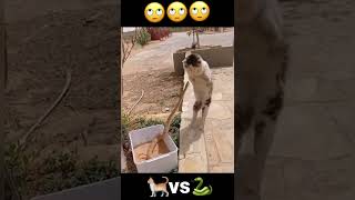 ぎゃあああ🙄 #shorts #tiktok #猫 #蛇 #🐈 #🐍